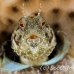 blenny_sailfin_lphr_gc_h_0258_cay4173.jpg
